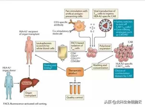 cart免疫治疗实体肿瘤最新突破,car-t免疫疗法