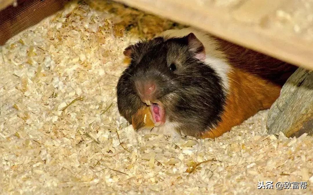 什么东西养殖效益最高呢,什么东西养殖快收益高