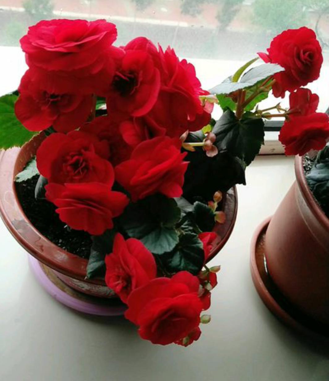 丽格海棠生长记录,重瓣丽格海棠的生长环境是什么样