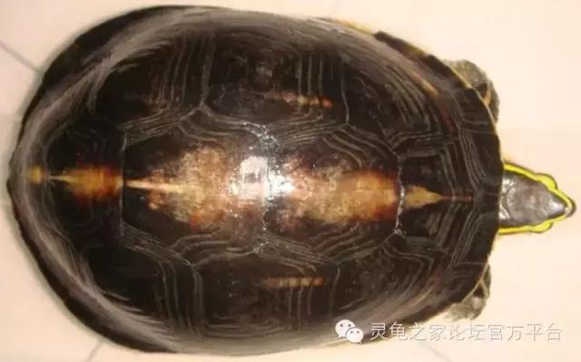 安布闭壳龟繁殖技术,安布闭壳龟要办证吗