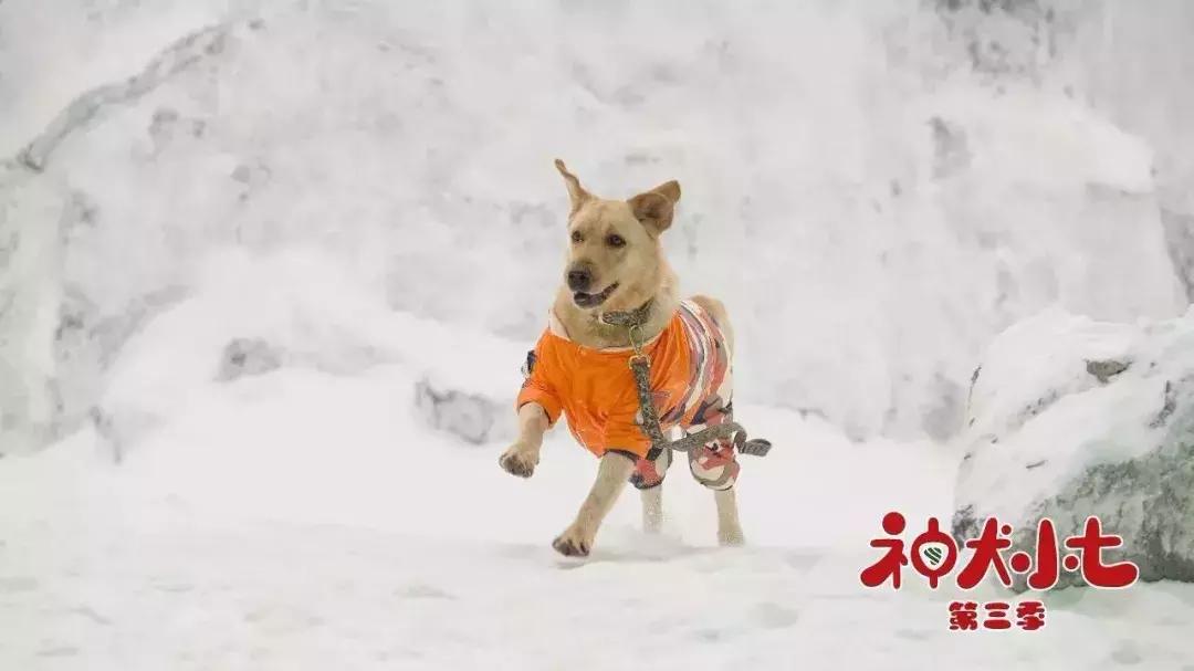 神犬小七第一季小七成为神犬,神犬小七3奇奇