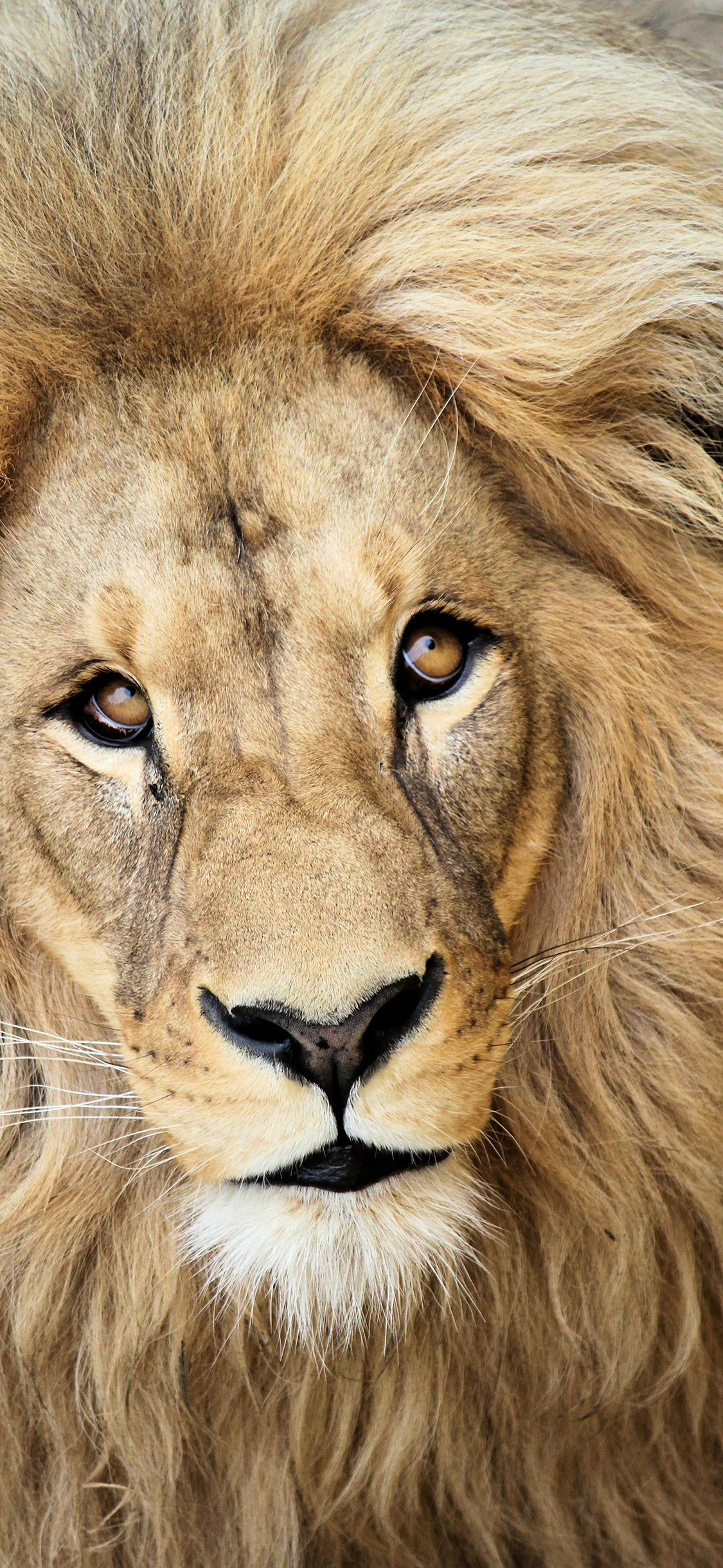 超级手机壁纸,超凶狮子壁纸