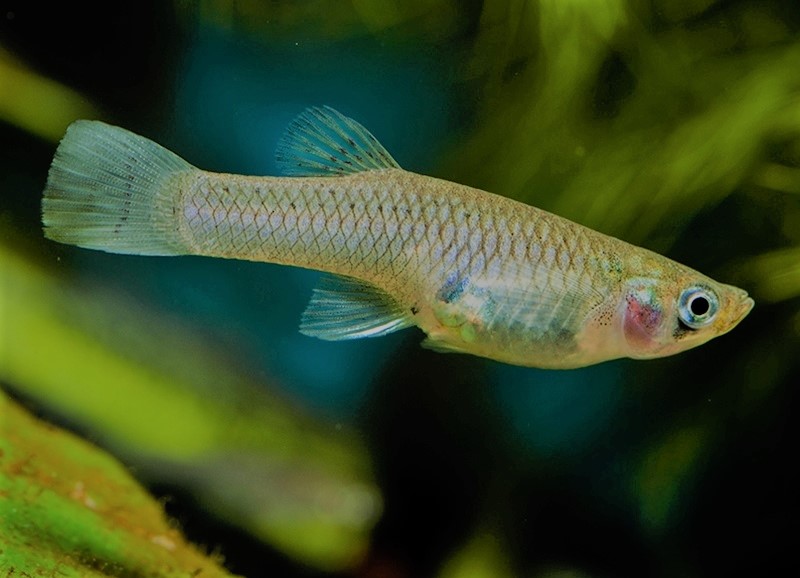 鱼缸养什么淡水小型观赏鱼好养活,石头造景原生缸小型观赏鱼