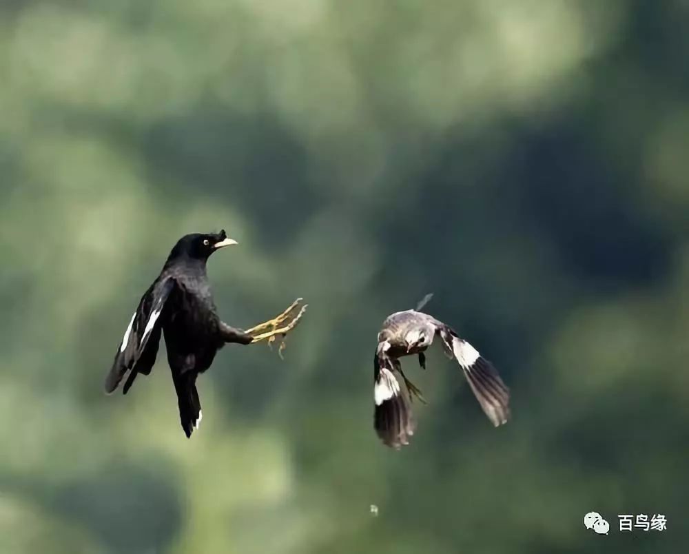 八哥跟鹩哥及鹦鹉的关系,鹩哥跟黑八哥哪个学语强