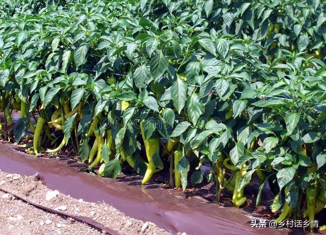 种植经验分享盆栽,种植经验分享活动方案