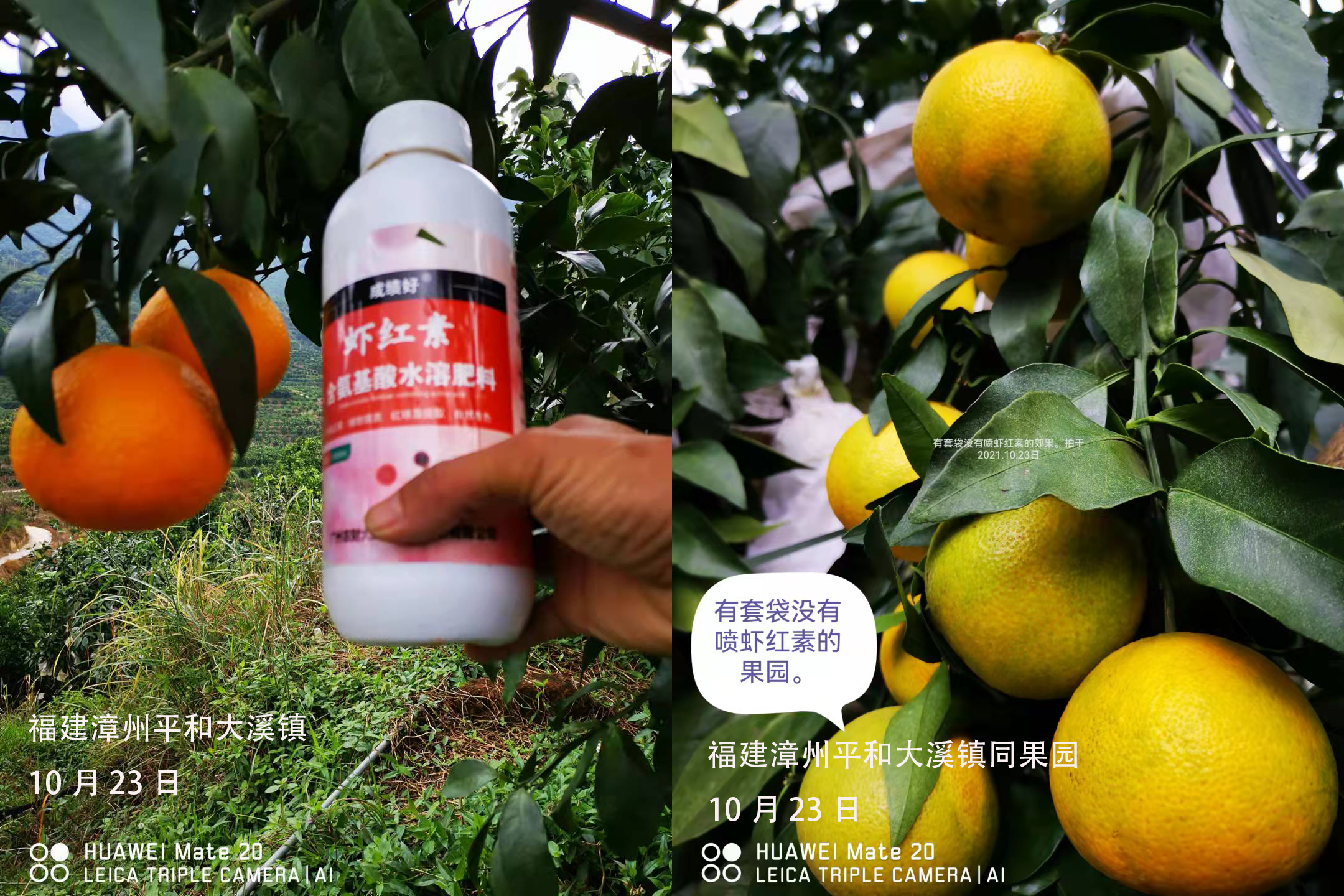 2023爱媛28红美人收购价格,爱媛红美人发货