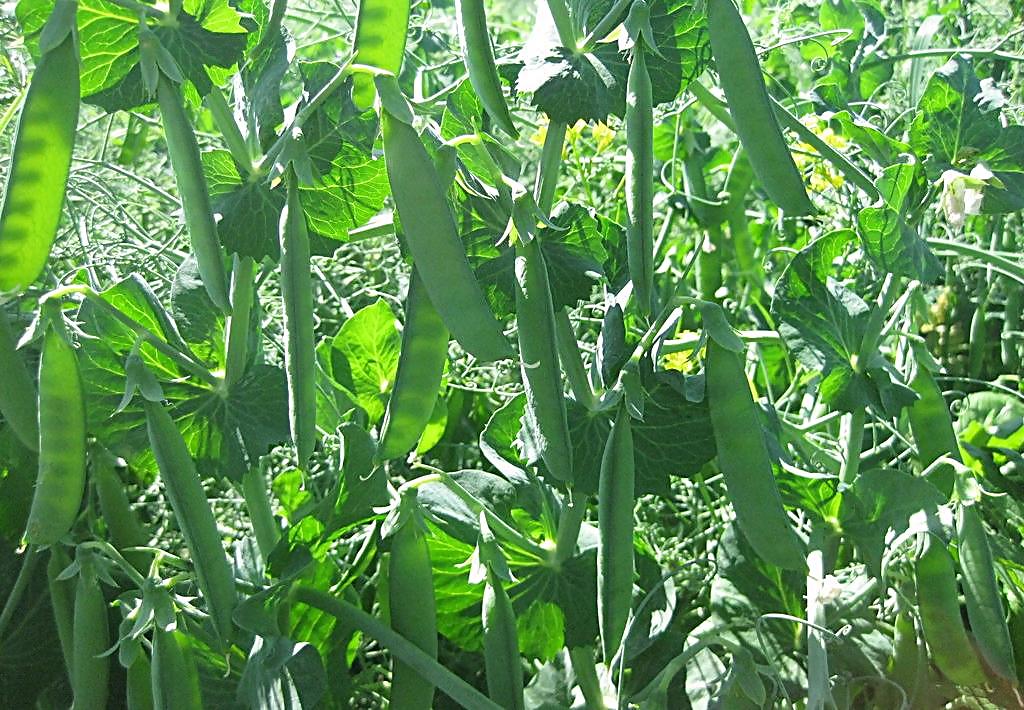 豌豆潜叶蝇病害图片,豌豆炭疽病的防治方法