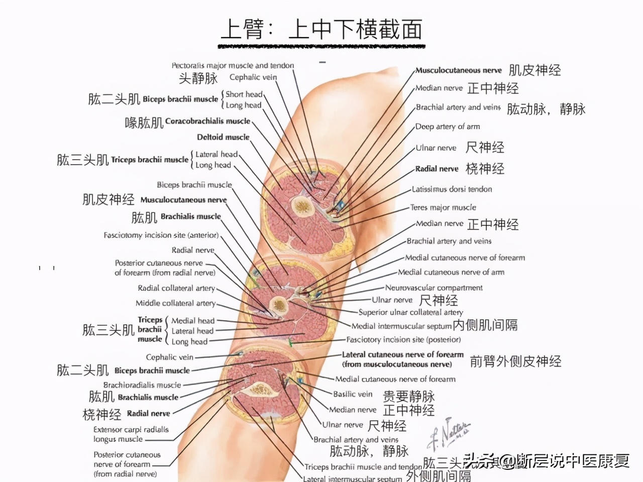 手臂人体解剖图讲解,手臂上举3d肌肉解剖讲解