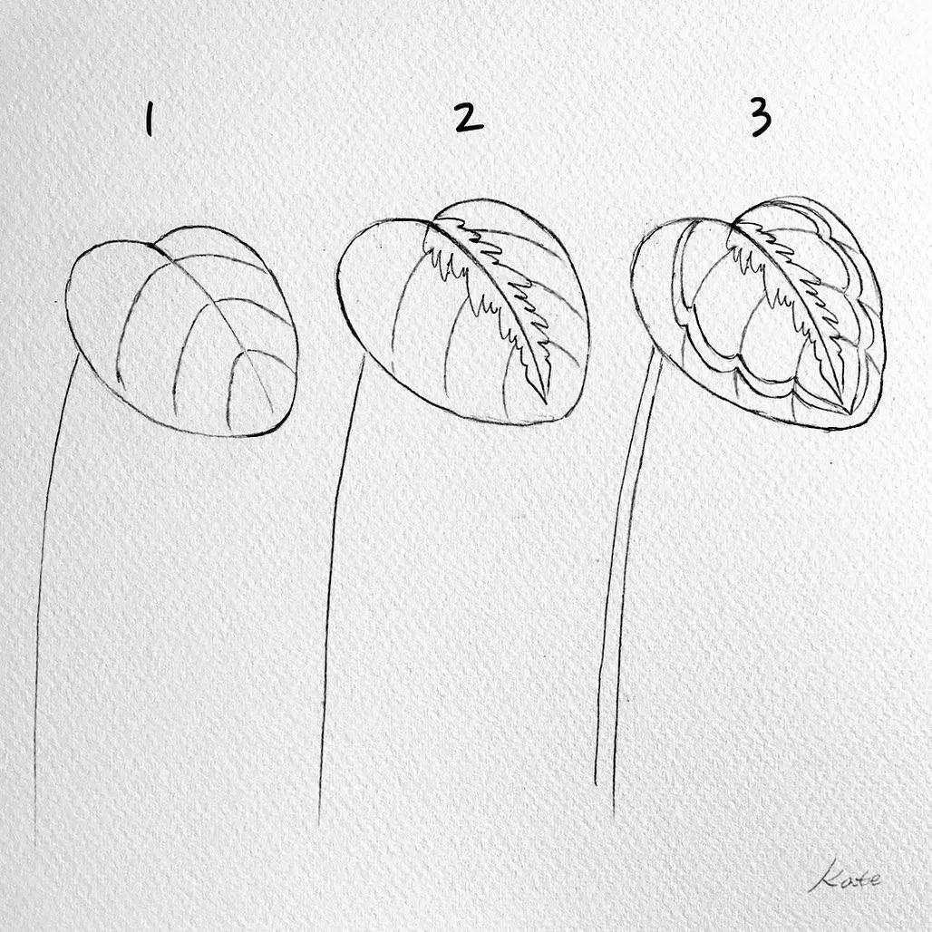 一分钟教你简单画花,简单的花卉图教程