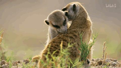 bbc纪录片最值得看的,bbc神级纪录片豆瓣评分超9