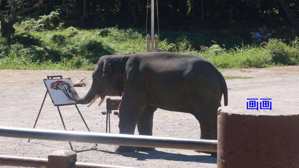 五年级下册与象共舞的作者是谁,与象共舞语文五年级下册老版