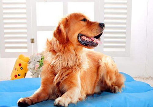 狗狗为什么尿里带血,狗狗拉尿带有血块