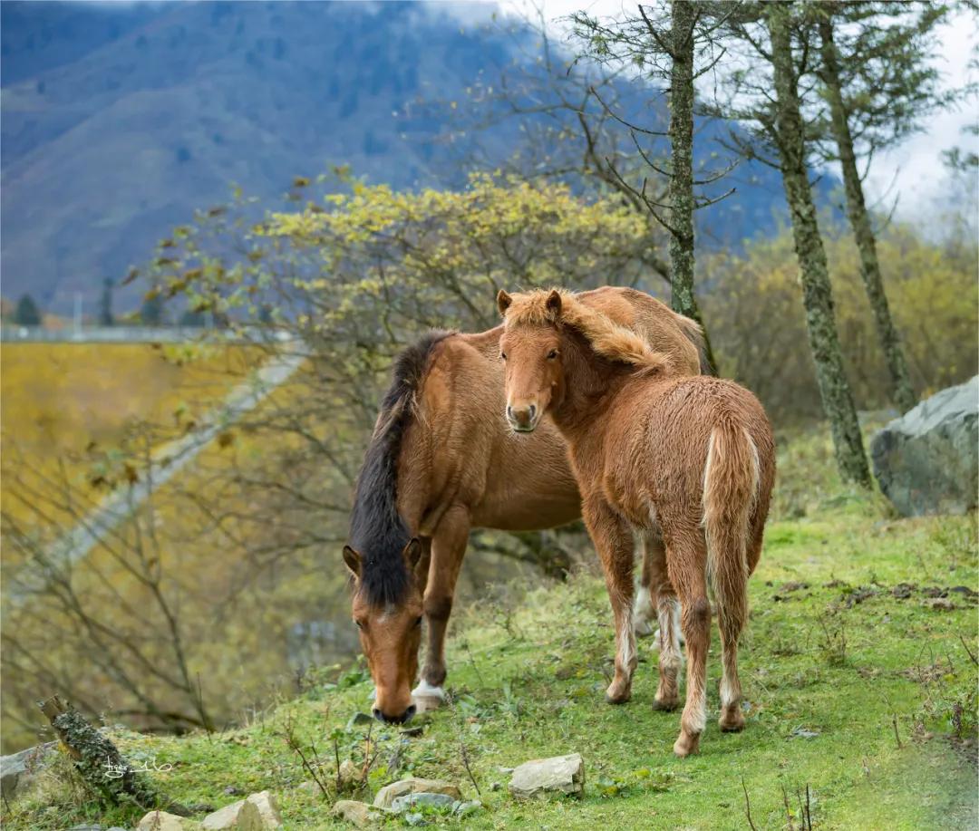 雅安这几天发生的车祸,这就是雅安原版