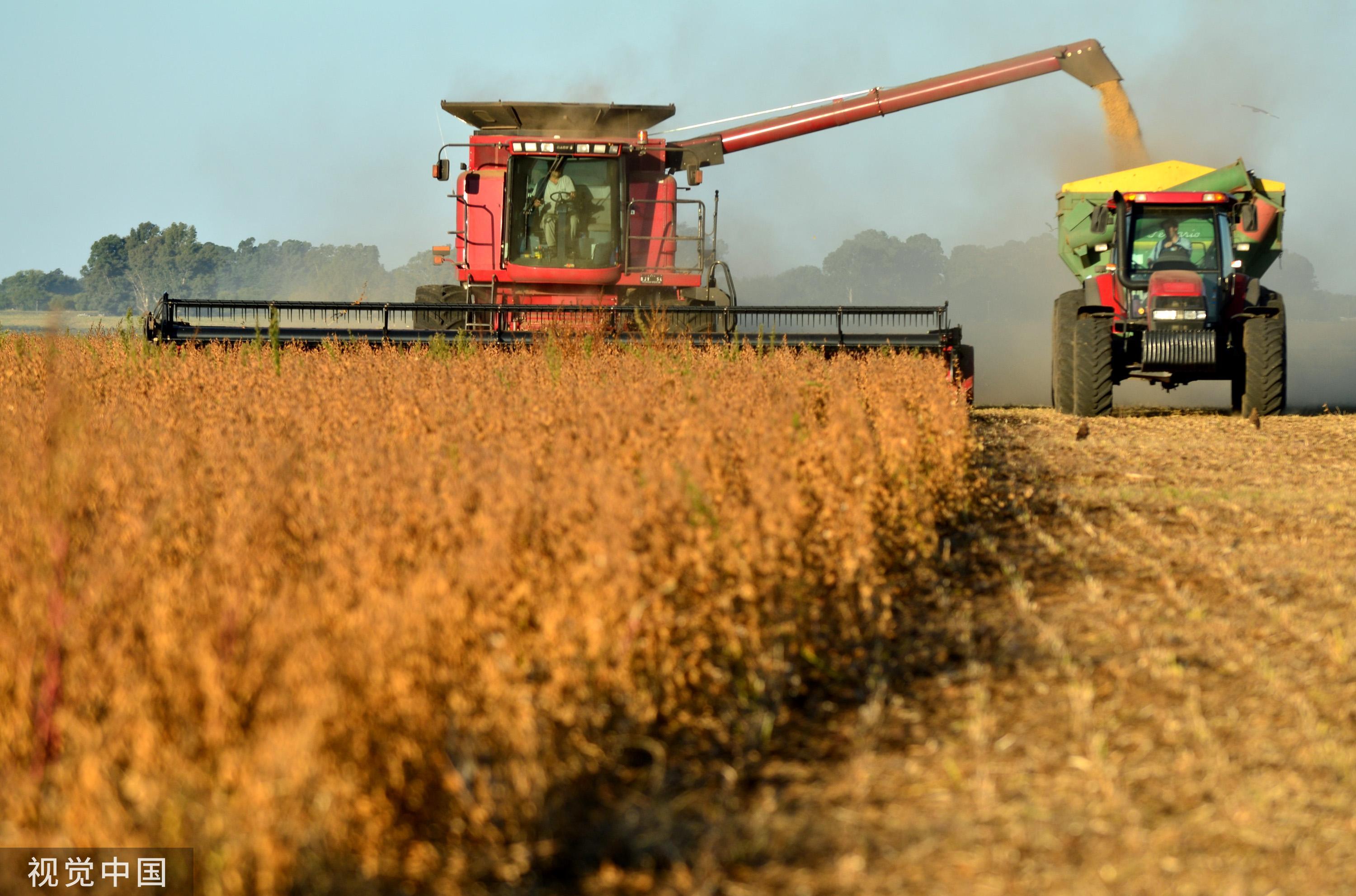 火在巴西烧，锅给中国扣，外媒再抹黑：中国进口大豆牛肉为亚马孙“火上浇油”