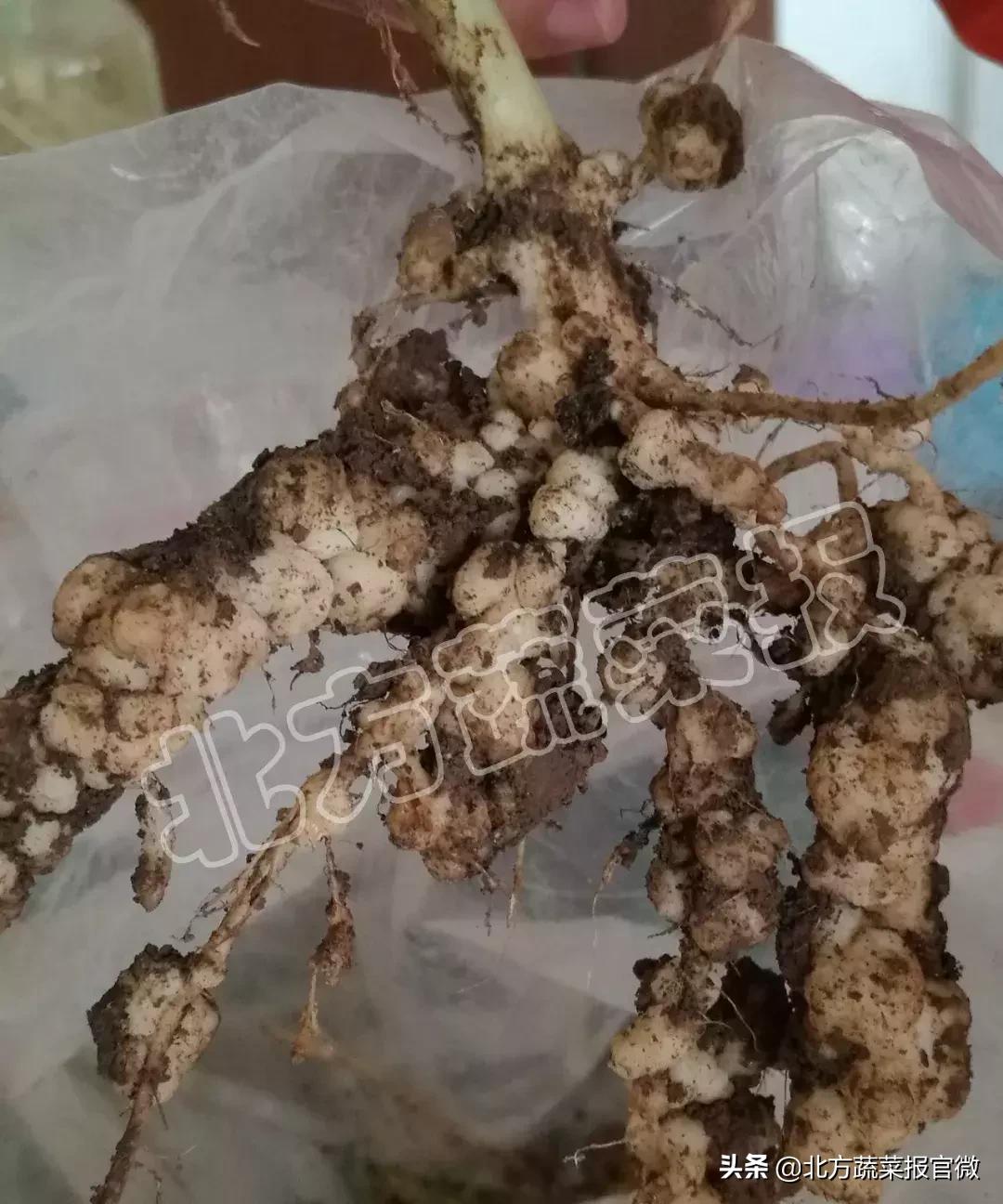 线虫特效药农药,根结线虫专用防治线虫净