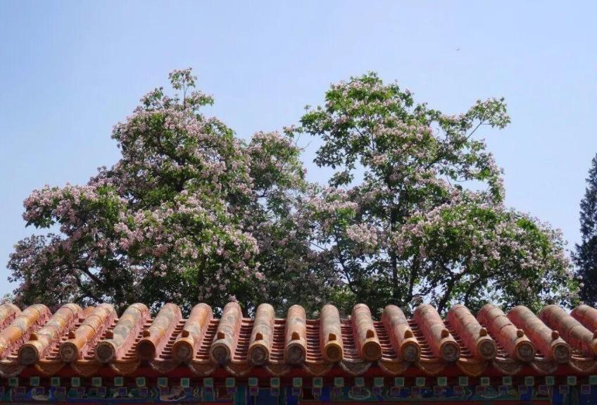 楸树苗的市场前景,楸树发展