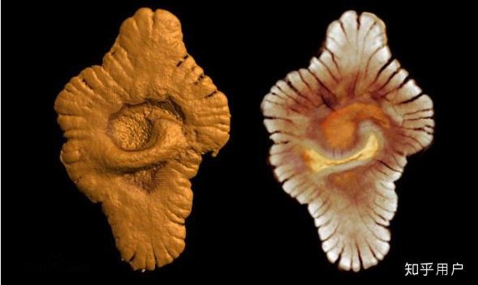「科普」多细胞生物的出现