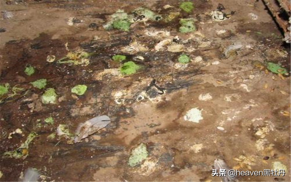 治疗赛鸽腺病毒的步骤，基本方式定时更新，原来是细节决定成败