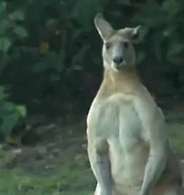 澳大利亚国宝袋鼠是超雄吗,澳洲袋鼠国宝