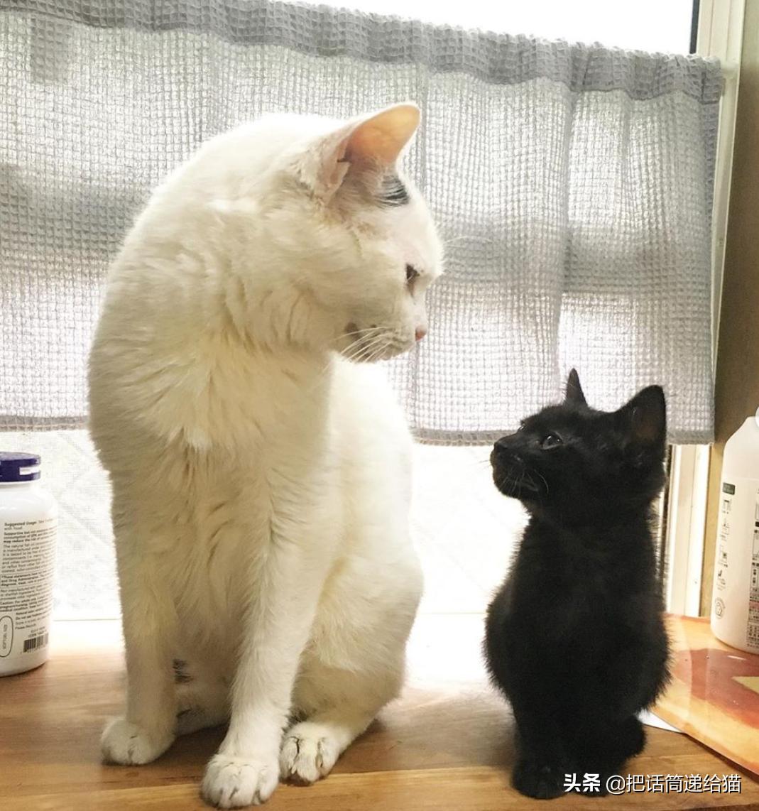 当小猫咪遇上大型犬,当小猫咪遇到大狗狗真是太温馨了