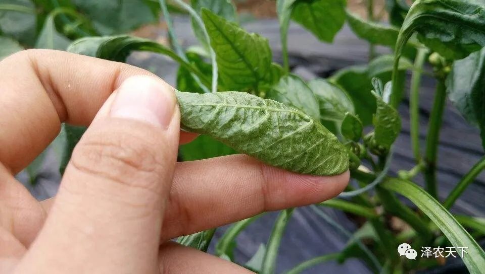 导致辣椒卷叶的原因较多,如何针对性地防治?