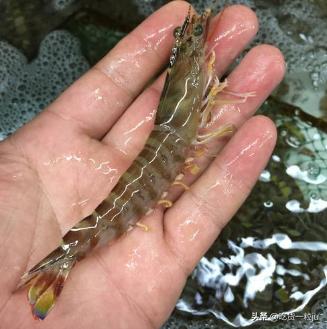 怎么挑选基围虾比较新鲜,买基围虾回来怎么弄