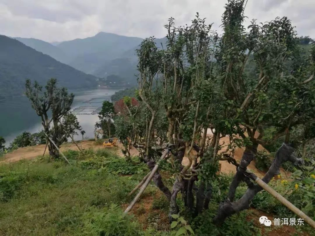 周文军:一个把茶窝子开到3个国家的景东人