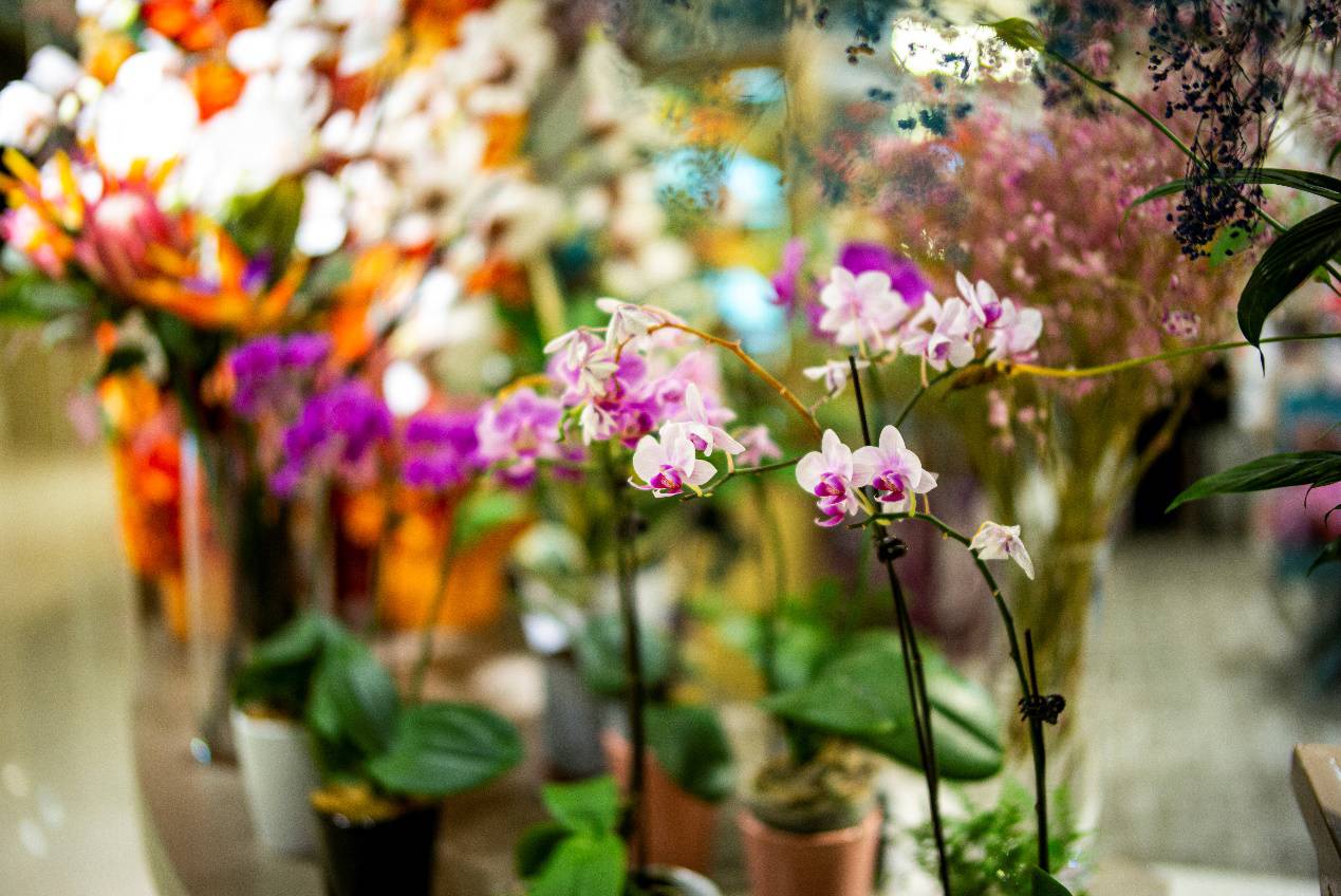 铭匠35mmf1.4使用教程,铭匠35mmf1.4和星曜50mm1.8