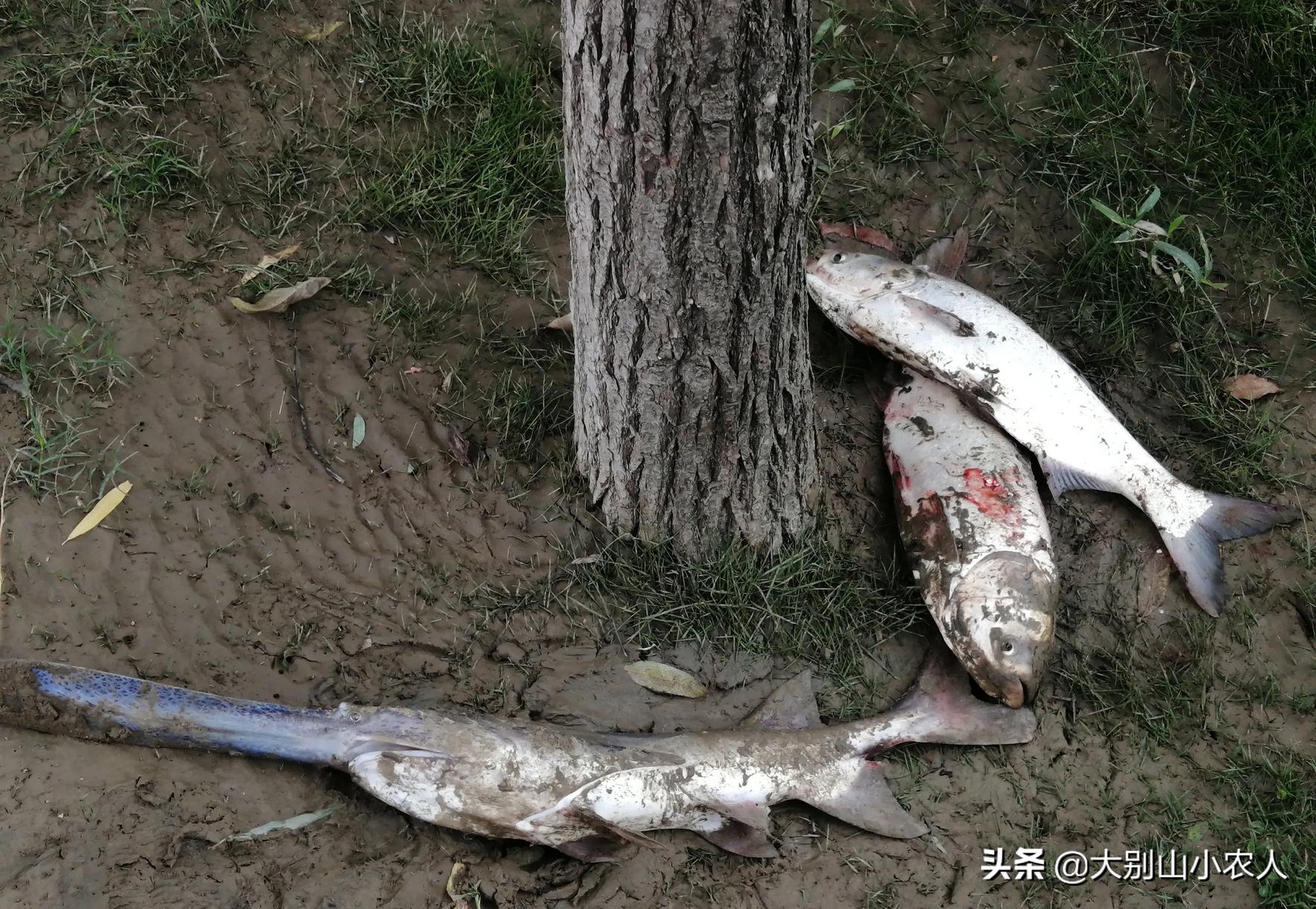 多地捕获！既是保护又是入侵鱼种，烫手的“长嘴怪鱼”如何处理？