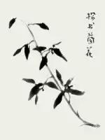 兰花的画法国画,兰花的画法步骤动画