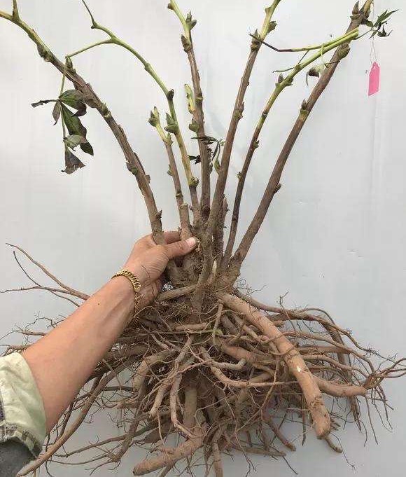 怎么养盆栽牡丹花,养牡丹花怎样浇水