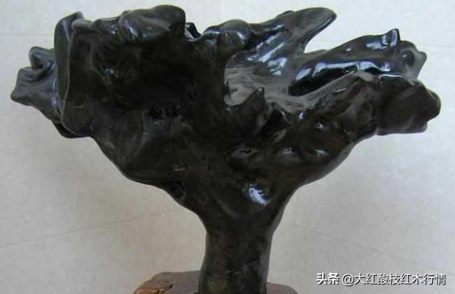 你可能不知道的地球生物,裸木乃伊植物