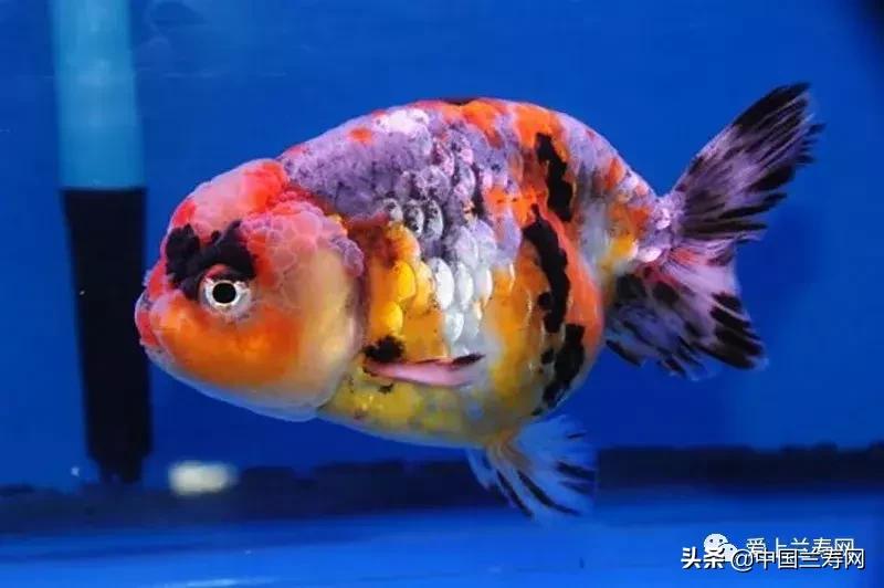 兰寿金鱼鲨鱼鳍品种图片大全,金鱼泰狮与兰寿是一个品种吗