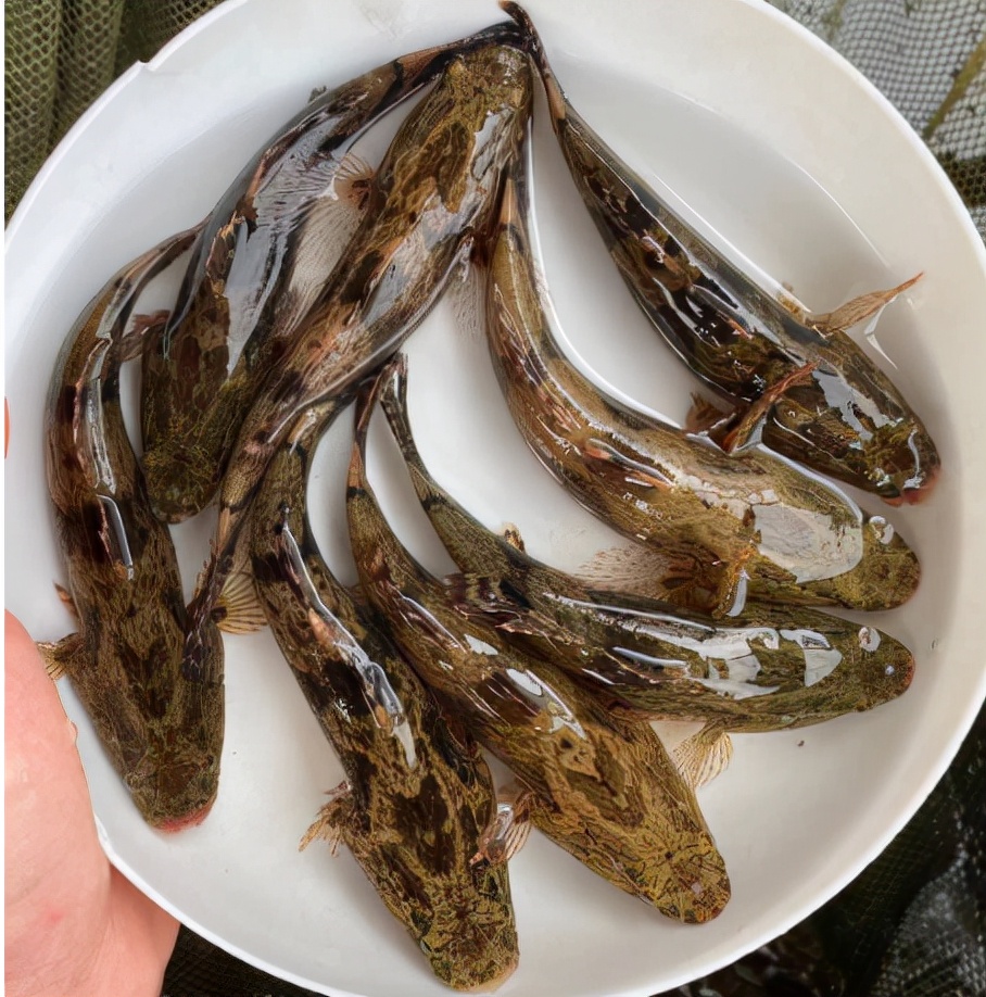 笋壳鱼为什么说是傻鱼,笋壳鱼是本土鱼吗