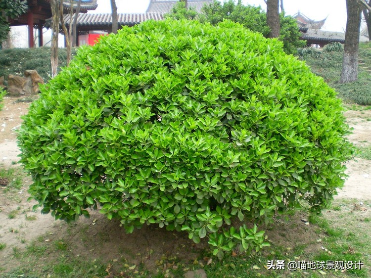 常见的灌木植物100种图片大全,灌木植物种类及图片