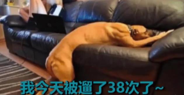 西班牙疫情大爆发,武磊西班牙最新疫情