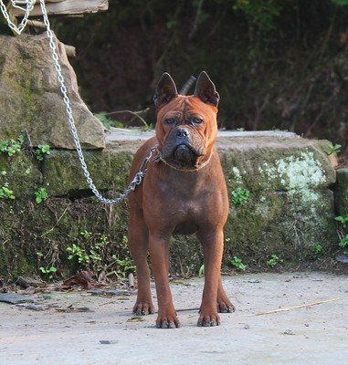 国内品种的狗都是中华田园犬吗,这9种土狗其实都是超酷的品种犬