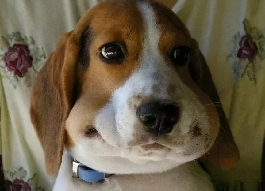 狗狗吃蜜蜂被蜜蜂蛰了怎么办,狗狗被马蜂蛰了流脓怎么办