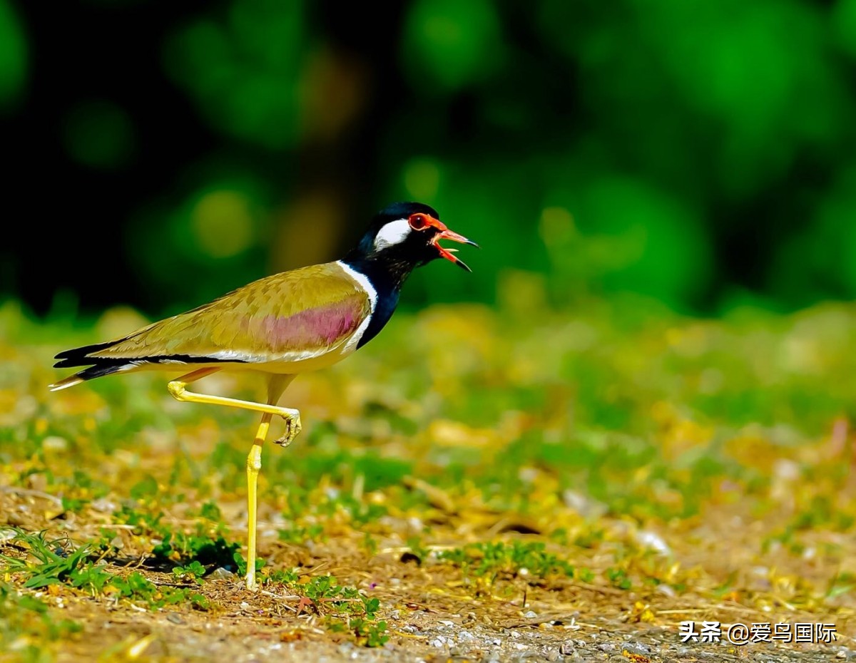 鐖遍笩绉戞櫘楦熺被鎽勫奖,鐖遍笩鎶ら笩绉戞櫘
