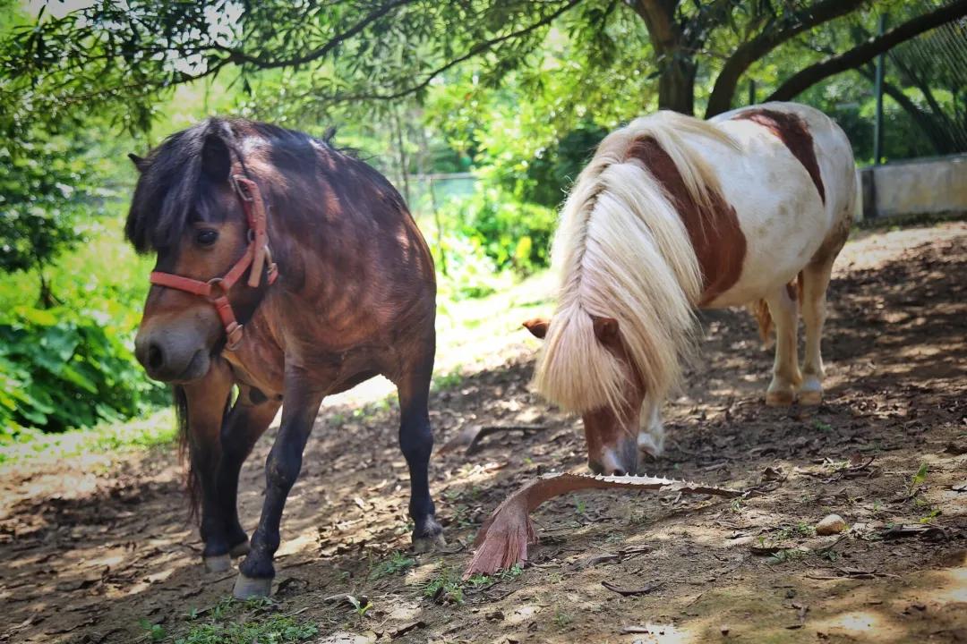 广东清远佛冈旅游攻略,广东清远佛冈森波拉旅游
