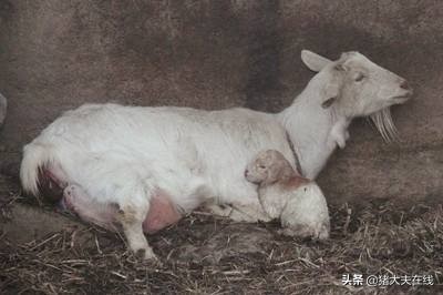 母羊的乳头起水泡是什么原因？