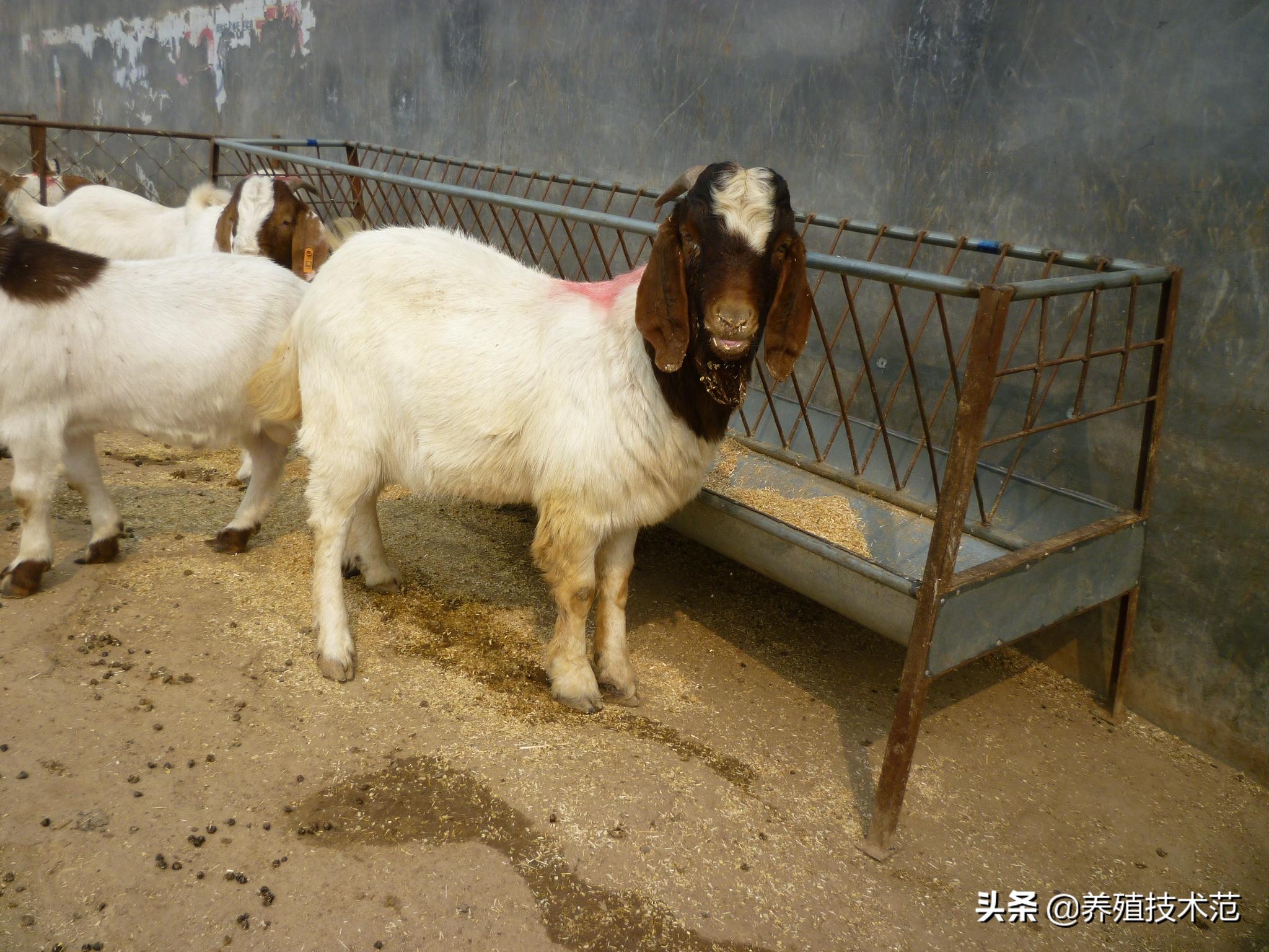 山羊咳嗽流鼻涕是什么原因,山羊咳嗽流鼻涕用啥药