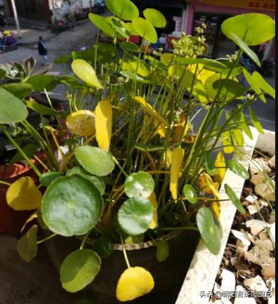 铜钱草不见阳光枯黄了怎么补救,铜钱草蔫了浇水也不吸收怎么办