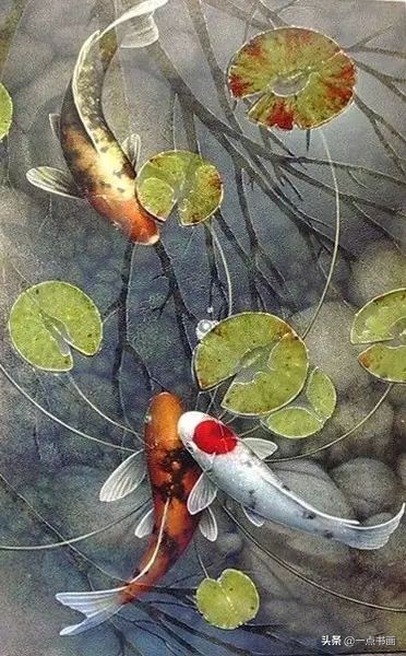 池中之仙，惊艳若此——锦鲤