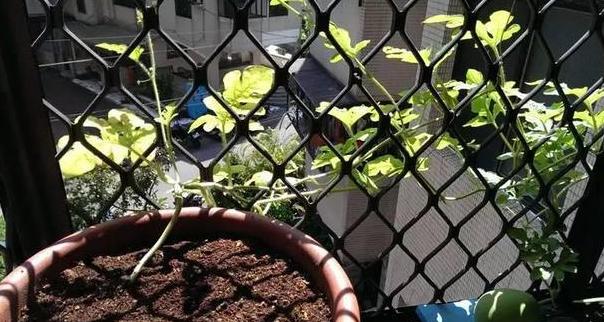 阳台盆栽西瓜如何正确地进行栽种,冬季种植盆栽西瓜小技巧