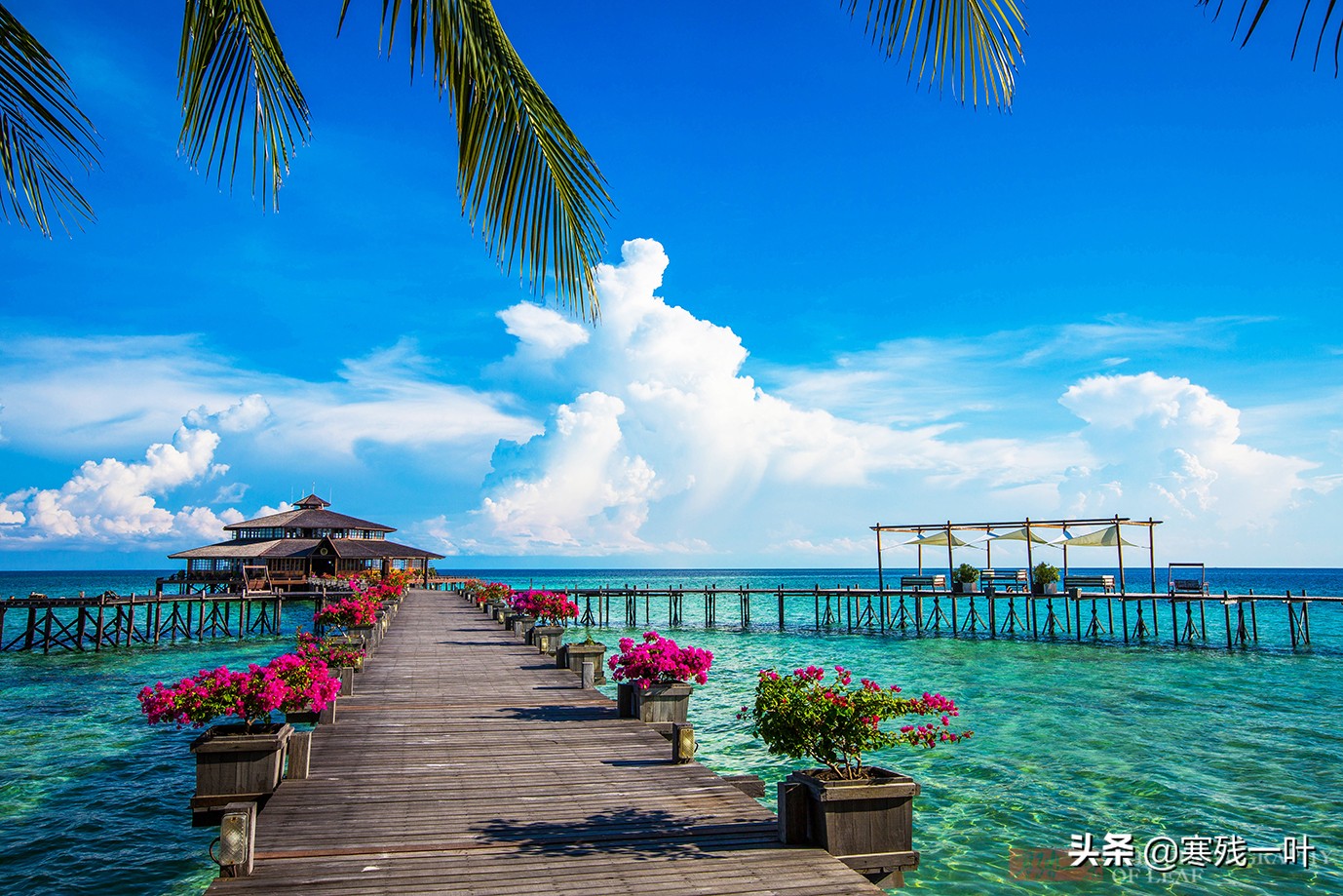 马来西亚沙巴海鲜馆,马来西亚夜市火爆大鱿鱼