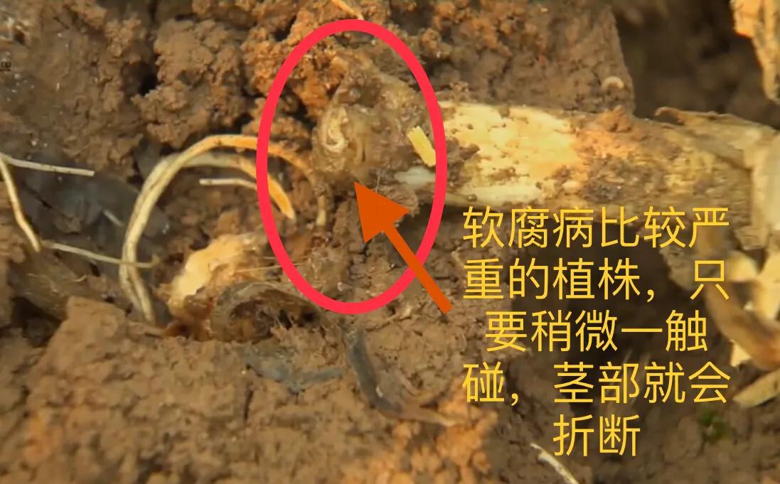 大蒜叶枯病紫斑病软腐病用什么药,大蒜细菌性软腐病危害症状