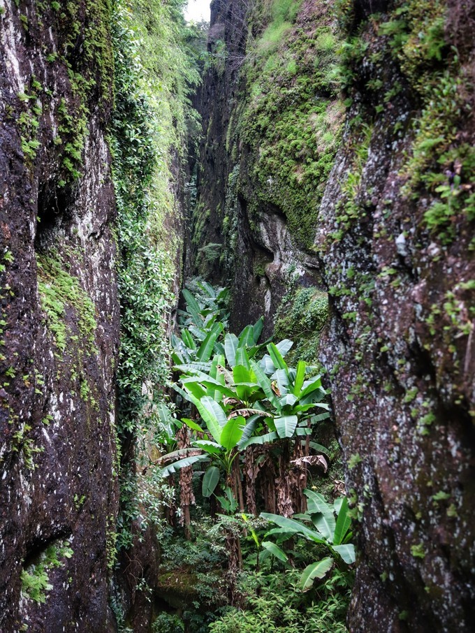 梅州采茶,梅州采茶体验