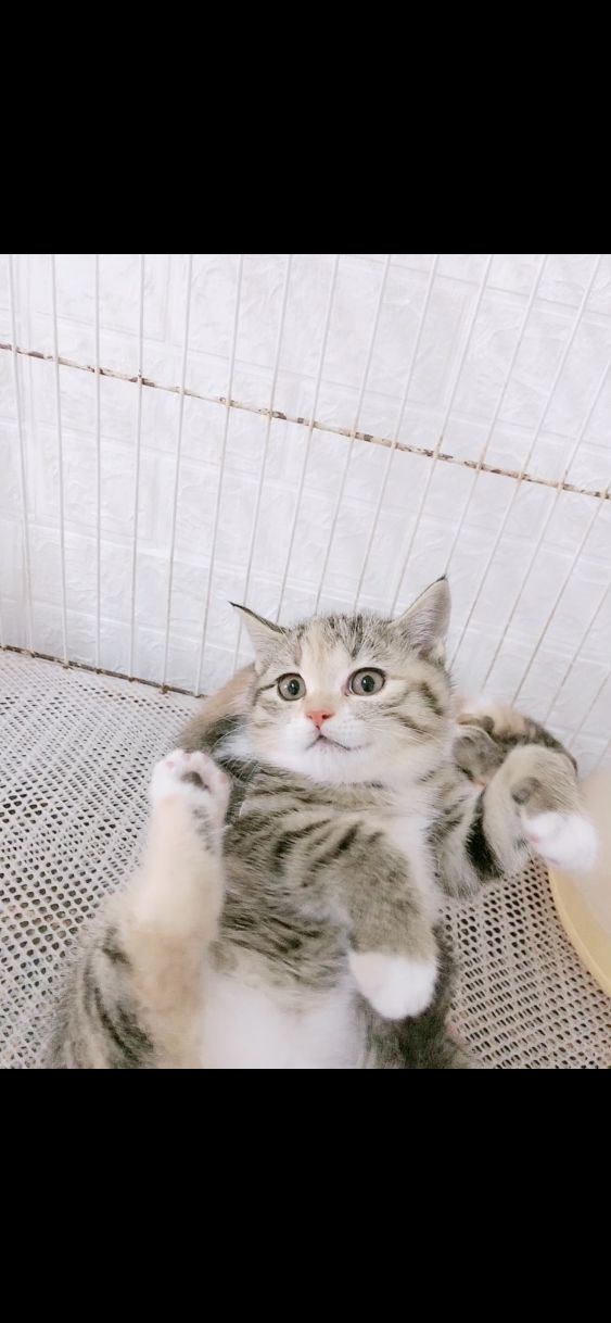 拼夕夕买猫记感觉像是上当了