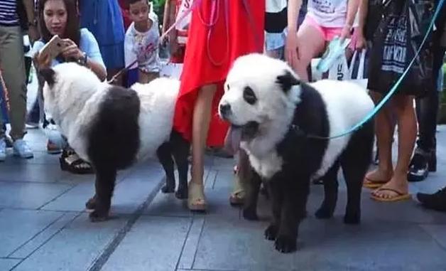 外国到底有多喜欢大熊猫,外国人是有多喜欢大熊猫